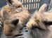 Lionhead Bunnies