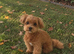 Beautiful Maltipoo Puppies - Ready to Leave Now