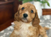 Adorable F1 Cockapoo Puppies 4 Boys & 2 Girls Available