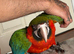 Baby Harlequin macaw Glasgow