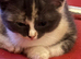 3 kittens
