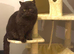 British short hair gccf or tica registered