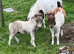 Registered miniature Shetland colt foal