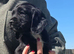 Beautiful Cocker Spaniel Puppies looking for loving homes.