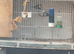 Parrot finches