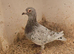 Lambretch cock