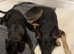 Puppies German Shepherd x Saluko x Dutch Harder
