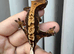 Crested gecko