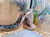 Eastern Blue Tongue Skink