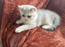 Stunning Male Kitten