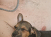 Puppy for sale