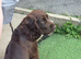 Cocker Spaniel