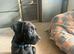 Male mastiff mix pup