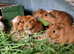 Baby Guinea pigs, ip3