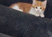 Kittens for sale
