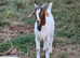 Boer Billy