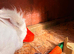 Lion head rabbit