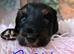 Tibetan Terrier puppies