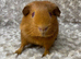 Baby Golden Sow ready for a 5* home