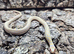 Albino Chequered Garter Snake at Birmingham Reptiles