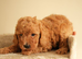 Gorgeous Cockapoos For Sale