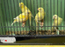 4 Young Irish Canaries