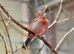 Red-crested Finch WANTED coryphospingus cucullatus