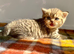 Golden Spotted Tabby British Shorthair Female