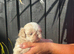 4 tiny imperial shitzu babies kardashi lines
