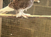 Beautiful young pair of frill back pigeons