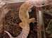 Midnight blizzard eclipse female gecko