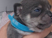 Chihuahua puppies for sale