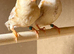 Triple orange zebra finches