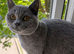 Gccf Champion Russian Bloodlines Non Active Girl for loving pet home only!
