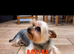 TOY SIZE YORKSHIRE TERRIER BOYS
