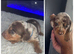 KC miniature dachshund puppies