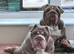 Beautiful English Bulldogs – Must Stay Together
