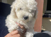 Hungarian puli cross miniature poodle