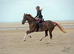 Hackney mare looking for broodmare home