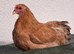 Pekin Bantam Pullets & Cockerels