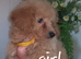 Cavapoochon