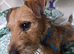 Lakeland terrier boy for sale family homes only