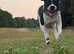 Chief - Staffy x American bulldog