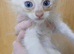 ( BLUE EYES )Maiin coon X ragdoll Kittens