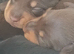 Beautiful Dachshund Puppies