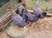 Quintet Crested Cream Legbar Chicken