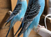 Baby Budgies