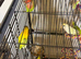 Baby lovebirds