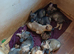Belgium Shepherd Malinois puppies