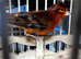 Red Siskin x red factor cock bird mule with cage